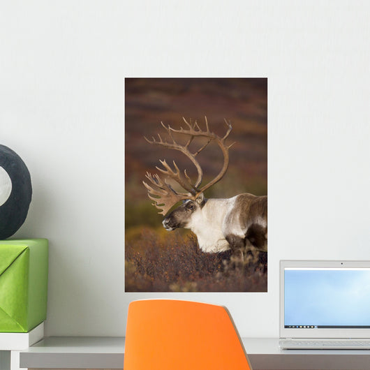 Bull Caribou On Autumn Tundra In Denali National Park, Interior Alaska Wall Mural