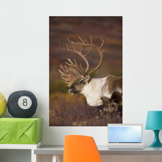 Bull Caribou On Autumn Tundra In Denali National Park, Interior Alaska Wall Mural
