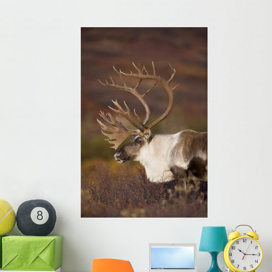 Bull Caribou On Autumn Tundra In Denali National Park, Interior Alaska Wall Mural