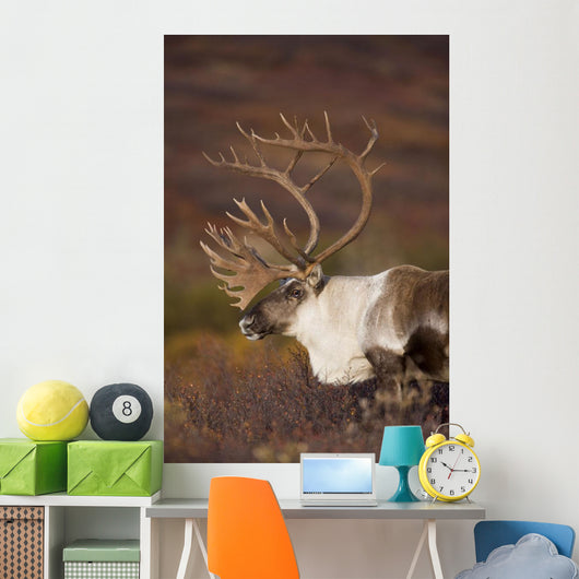 Bull Caribou On Autumn Tundra In Denali National Park, Interior Alaska Wall Mural