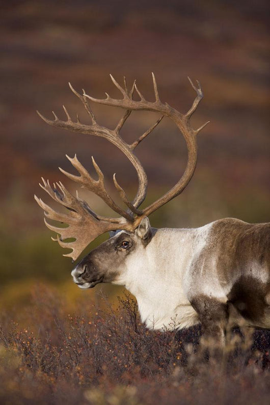 Bull Caribou On Autumn Tundra In Denali National Park, Interior Alaska Wall Mural