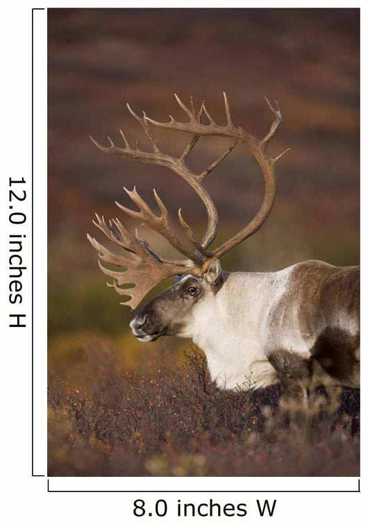 Bull Caribou On Autumn Tundra In Denali National Park, Interior Alaska Wall Mural