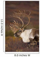 Bull Caribou On Autumn Tundra In Denali National Park, Interior Alaska Wall Mural