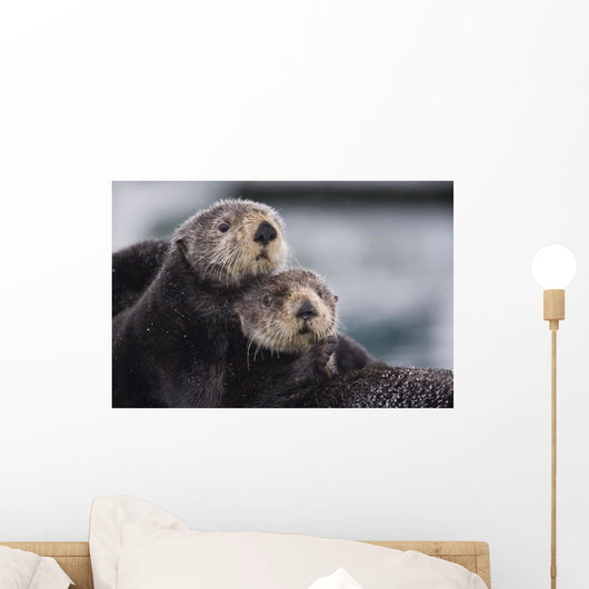 Close Up View Of Sea Otters Huddled Together Wall Mural