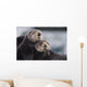Close Up View Of Sea Otters Huddled Together Wall Mural