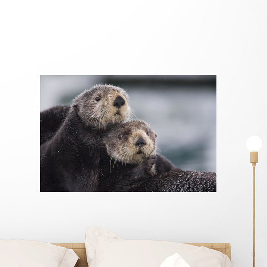 Close Up View Of Sea Otters Huddled Together Wall Mural