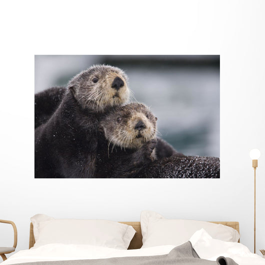 Close Up View Of Sea Otters Huddled Together Wall Mural