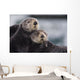 Close Up View Of Sea Otters Huddled Together Wall Mural