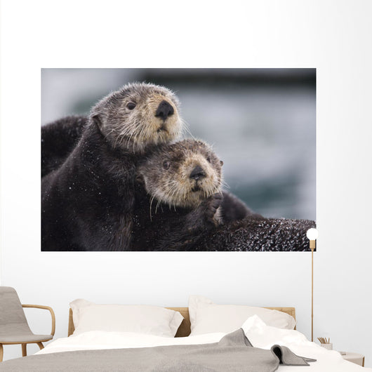 Close Up View Of Sea Otters Huddled Together Wall Mural