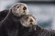 Close Up View Of Sea Otters Huddled Together Wall Mural
