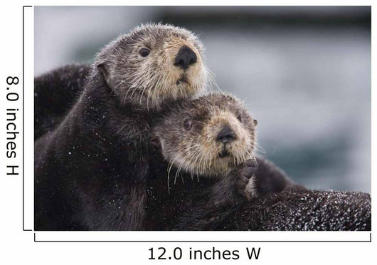 Close Up View Of Sea Otters Huddled Together Wall Mural