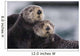 Close Up View Of Sea Otters Huddled Together Wall Mural