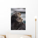 Close Up View Of Sea Otters Huddled Together Wall Mural