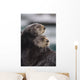 Close Up View Of Sea Otters Huddled Together Wall Mural