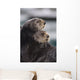 Close Up View Of Sea Otters Huddled Together Wall Mural