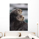 Close Up View Of Sea Otters Huddled Together Wall Mural