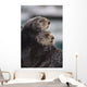 Close Up View Of Sea Otters Huddled Together Wall Mural