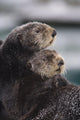 Close Up View Of Sea Otters Huddled Together Wall Mural