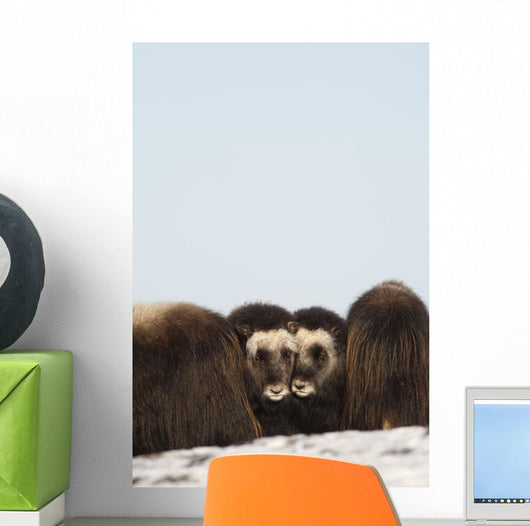 Two Muskox Calves Protected Wall Mural