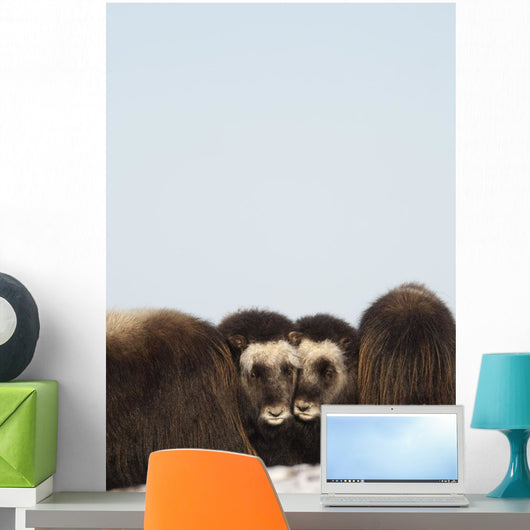 Two Muskox Calves Protected Wall Mural