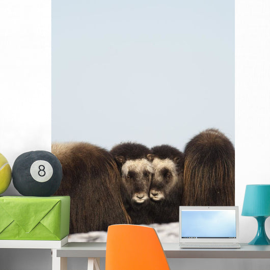 Two Muskox Calves Protected Wall Mural