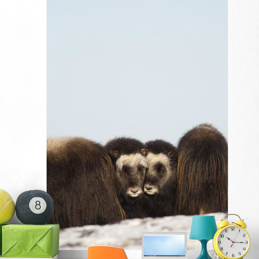 Two Muskox Calves Protected Wall Mural