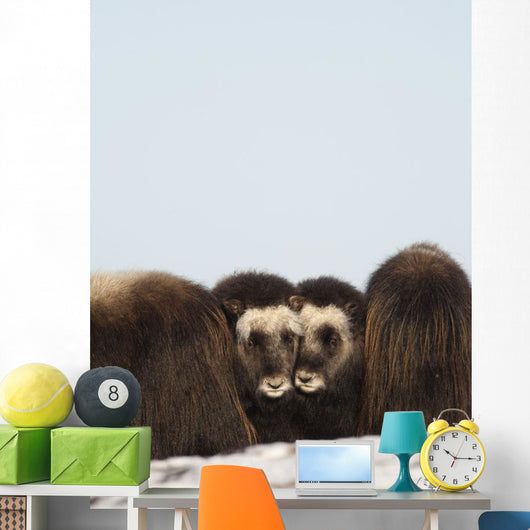 Two Muskox Calves Protected Wall Mural