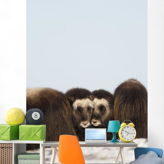 Two Muskox Calves Protected Wall Mural