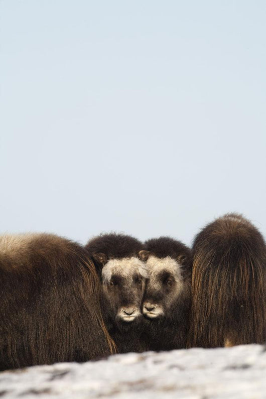 Two Muskox Calves Protected Wall Mural