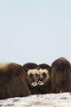 Two Muskox Calves Protected Wall Mural