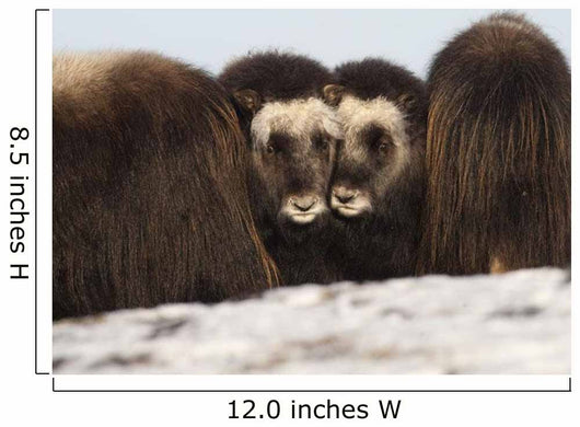 Two Muskox Calves Protected Wall Mural