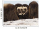 Two Muskox Calves Protected Wall Mural