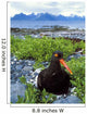 Black Oystercatcher Wall Mural