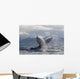 Humpback Whale Tail Slapping Surface Of Prince William Sound Wall Mural