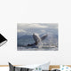 Humpback Whale Tail Slapping Surface Of Prince William Sound Wall Mural