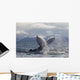 Humpback Whale Tail Slapping Surface Of Prince William Sound Wall Mural