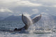 Humpback Whale Tail Slapping Surface Of Prince William Sound Wall Mural