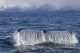 Humpback Whale Fluking With Water Cascading Wall Mural