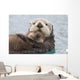 Female Sea Otter Holding Newborn Pup Out Of Water Wall Mural