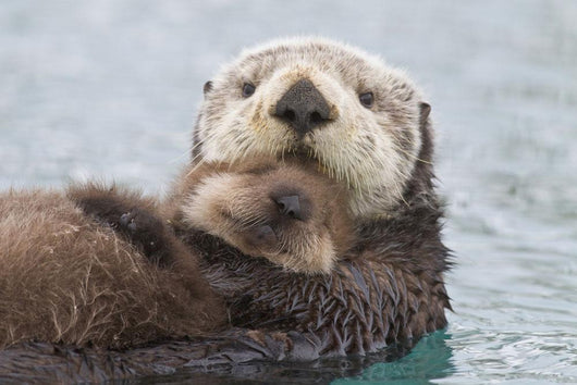 Female Sea Otter Holding Newborn Pup Out Of Water Wall Mural