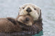 Female Sea Otter Holding Newborn Pup Out Of Water Wall Mural