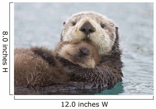 Female Sea Otter Holding Newborn Pup Out Of Water Wall Mural