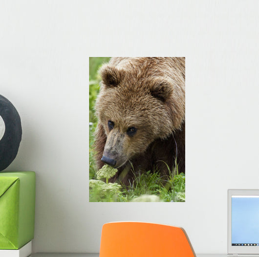 Close Up Of Brown Bear Eating Grasses In Hallo Bay Wall Mural