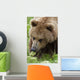 Close Up Of Brown Bear Eating Grasses In Hallo Bay Wall Mural