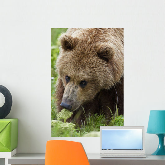 Close Up Of Brown Bear Eating Grasses In Hallo Bay Wall Mural