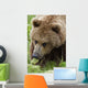 Close Up Of Brown Bear Eating Grasses In Hallo Bay Wall Mural