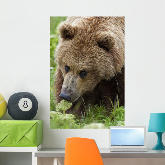 Close Up Of Brown Bear Eating Grasses In Hallo Bay Wall Mural