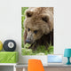 Close Up Of Brown Bear Eating Grasses In Hallo Bay Wall Mural