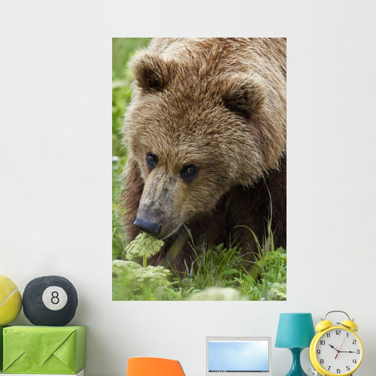 Close Up Of Brown Bear Eating Grasses In Hallo Bay Wall Mural