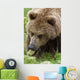 Close Up Of Brown Bear Eating Grasses In Hallo Bay Wall Mural